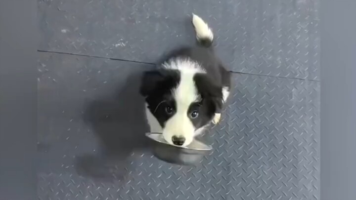 Bukan hanya border collie dewasa yang cerdas, anak-anaknya pun mampu merespons perintah tuan dengan 