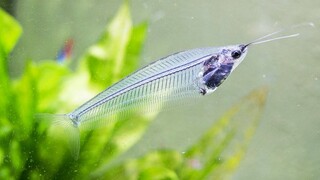 Ikan hias unik - Glass catfish si ikan transparan