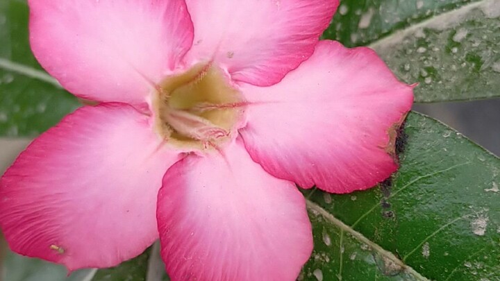flower adinum bulaklak