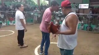 3 Sisters GF Random Fights
