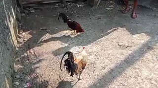 pangit daw manok ko Kasi Tagalog..d nila alam bisaya Yan na kanawayin😅🤣