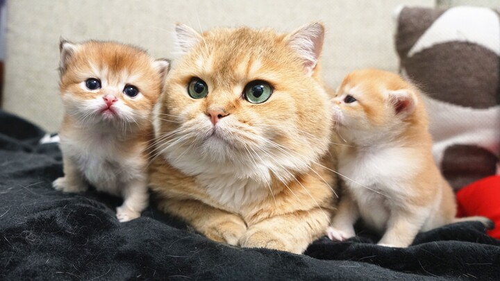 Do cats also show affection across generations?