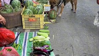 genius dog