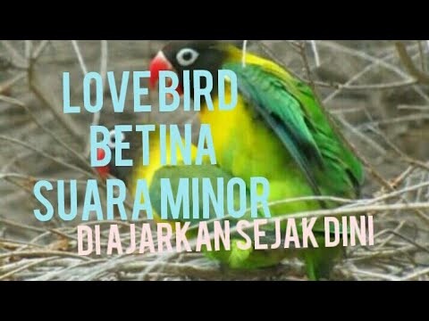 Love bird minor , Masteran Betina konslet jedah rapet