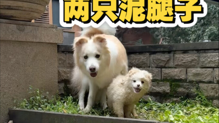 Hari ini akhirnya matahari keluar, Bella dan si anak domba pun bisa saling berkenalan nih!