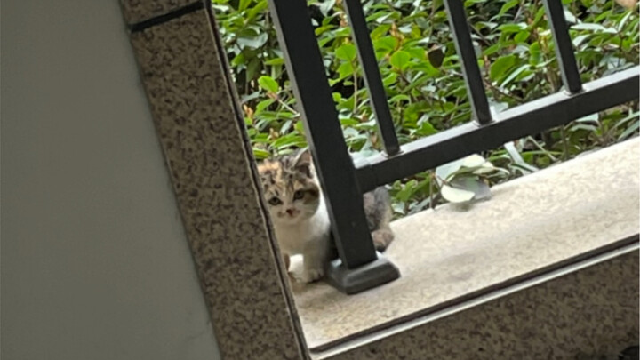 Ngày mà tôi nhận được sự tin tưởng của chú heo bé bỏng lang thang
