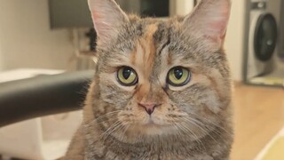 อะไรนะ? คุณบอกว่าอาหารแมวหมดแล้วเหรอ?!