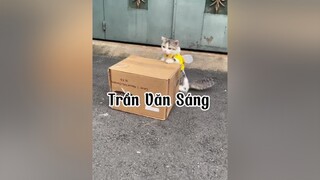 Có ai thít tên Huấn Hoa Hồng khum ? huanhoahong tranvansang mèo cat