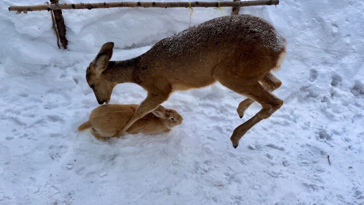 First a headbutt, then jump up and take a bite