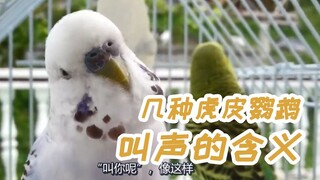 [Tiger Skin Science] The meanings behind some budgie calls—some might sound familiar to you