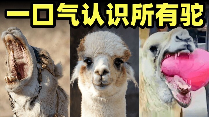 Apakah unta dan alpaka berasal dari keluarga yang sama? Spesies apa saja yang masih ada dalam famili