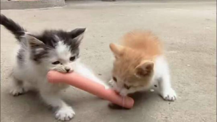 The little kitten snatches the food—just a bit more fussing and it’ll be gone!