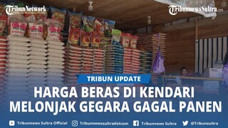 Pedagang Sebut Harga Beras di Pasar Panjang Kendari Sultra Melonjak Gegara Gagal Panen