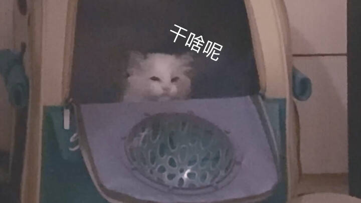 睡觉的猫猫突然被喊名字后做出的反应，也太可爱了吧！