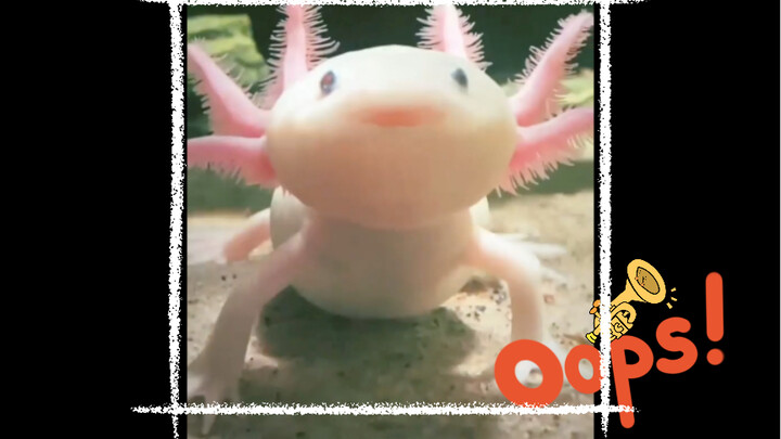 السلمندر الذهبي ذو الأضلاع الستة!! هل تعرفونه؟!