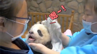 熊猫宝宝在外面玩脏，回来跟奶妈撒娇，叫声太奶萌了
