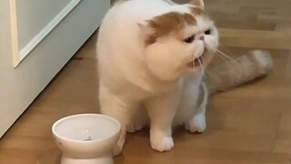 จะเกิดอะไรขึ้นหากคุณไม่ให้แมวกินอาหารในเวลาอาหาร?