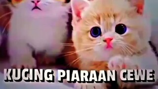 kucing piaraan cewek vs cowok