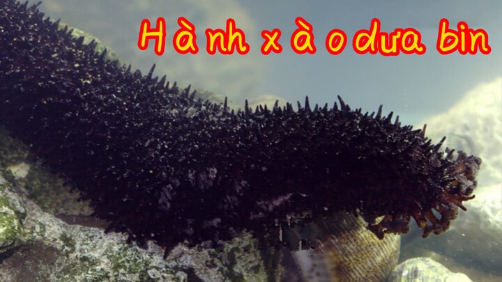 Hành xào dưa biển