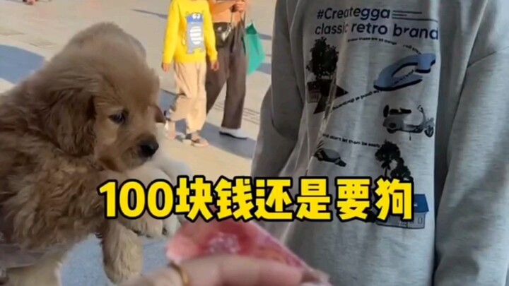 100 ต่อ สุนัข คุณจะเลือกอะไร?