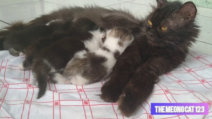 Bayi-Bayi Kucing Blacky mirip anggora 14 Hari #BayiKucing, #KucingAnggora