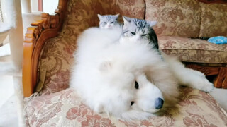 Our Three Cats Like to Make a Stake!