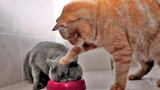 รวมอาหารแมวที่ไม่ต้องการแบ่งปันอาหารของพวกเขา 🔴 แมวที่ไม่ต้องการแบ่งปันอาหารของพวกเขา