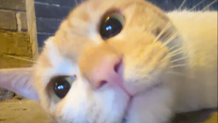 居然还有两幅面孔，高冷赶路小猫秒变撒娇米米