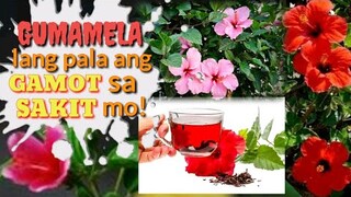 KAMANGHA-MANGHA PALA ANG HALAMANG GAMOT NA ITO DAHIL SA MGA SAKIT NA KAYA NITONG LUNASAN | Tenrou21