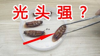 超级光头强？把蟑螂的脚全部剪掉，还能活多久？