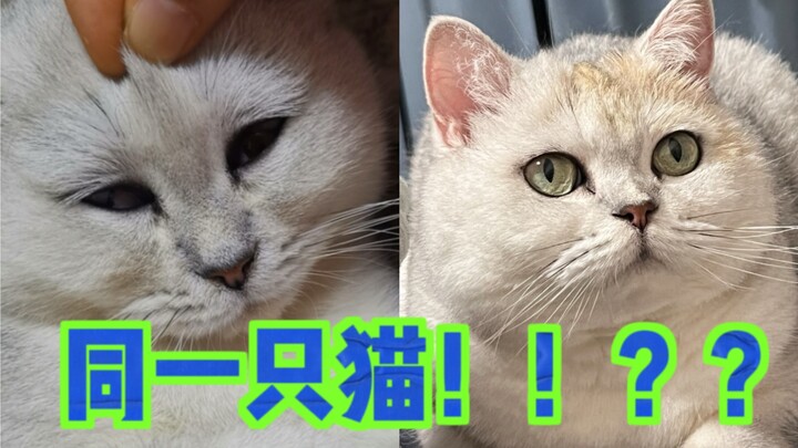 Hanya dompetmu yang tak bisa diisi penuh, tak ada kucing kurus yang tak bisa gemuk oleh kakek nenek.