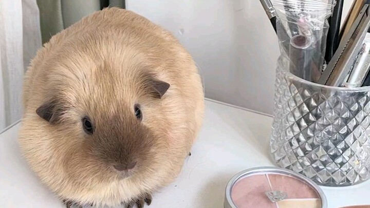 “Membahas Manfaat Membesarkan Marmut”