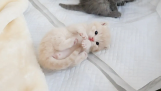 เมื่อลูกแมวนอนบนลูกแมว