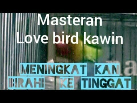 Masteran love bird kawin . Untuk menaikan birahi love bird