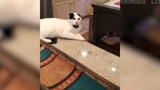 Đỡ không nổi những tình huống khó đỡ #80