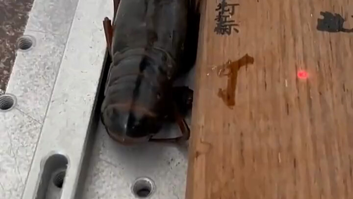 الجمبري: يا للهول، انتهى أمري، لم أعد قادراً على اجتياز امتحان الخدمة المدنية.