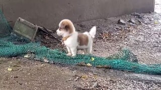 Tôi chết cười vì con chó ngu ngốc này.