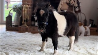 Kalau waktu kecil punya seekor, tetangga pasti iri mati.