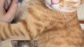 When I was bitten by a cat, I pretended to cry