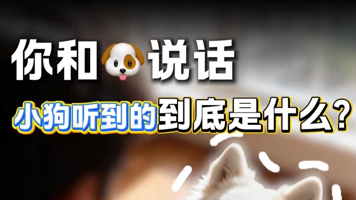 What does your dog actually hear when you talk to it every day?