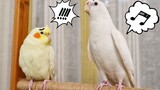 [Animals]Teach parrot to say peekaboo