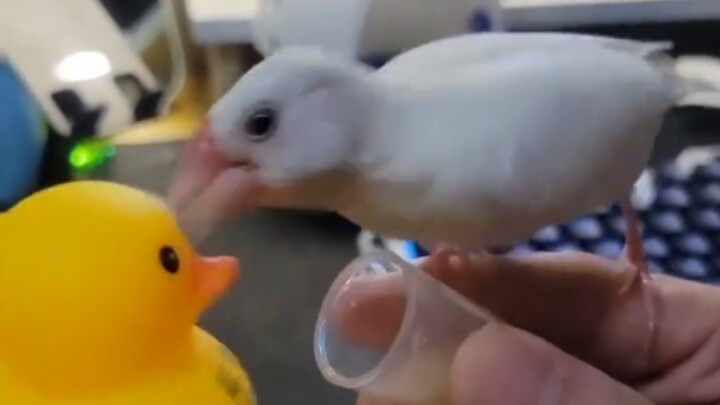 笑死，这文鸟的嘴是装了激光枪吧