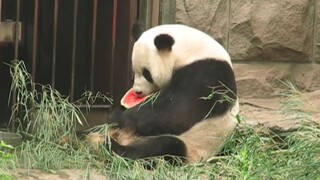 【Giant Panda】Congratulations, you have the title of "Eat Melon Bears"