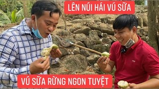Vú sữa rừng trên núi được chủ cho hái ăn thoải mái khi đến thăm quan
