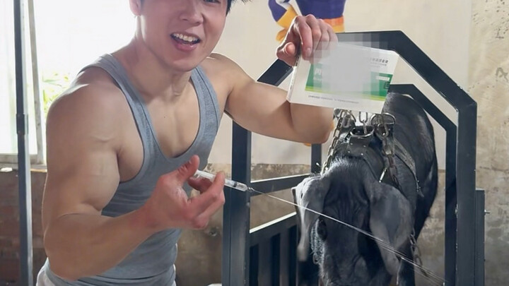 Can steroids used in veterinary medicine turn a pig into a super-strong fitness beast? (Day 65 of Pi