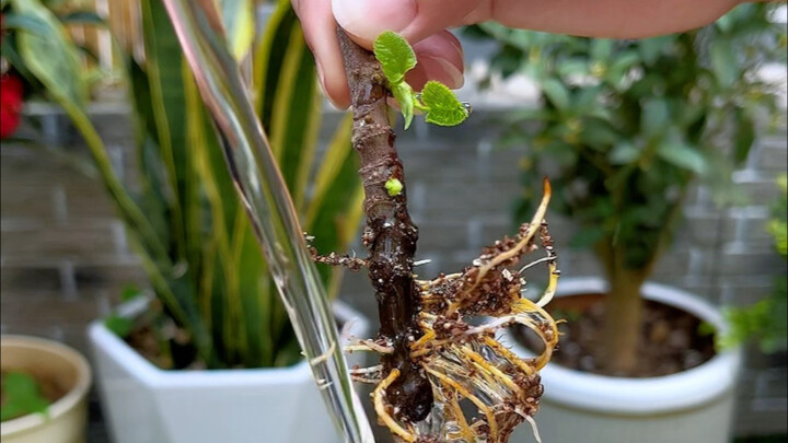 Giâm cành cây sung ngược