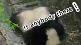 [Animals]When panda Runjiu digs sewers