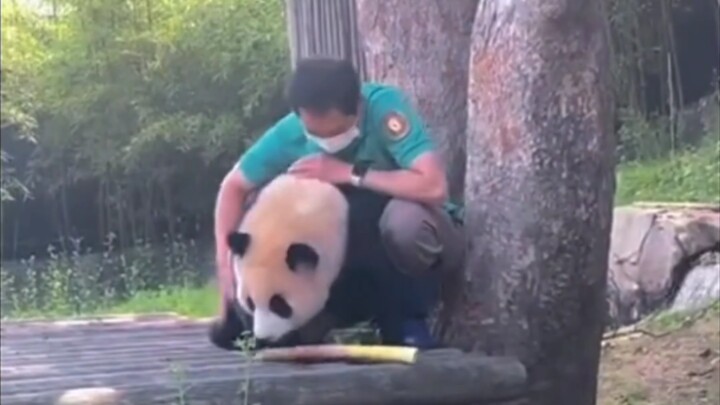 Fubao terjepit di antara pohon dan ketakutan hingga mengeluarkan suara oink!