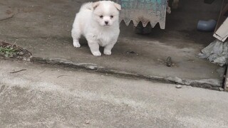 Dance|Little Doggie's Worry