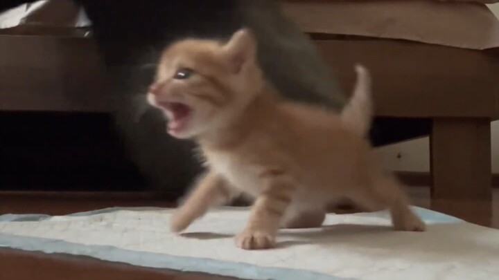The bottle’s all squished flat—this kitten has endless energy when it comes to drinking milk!